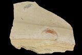 Two Miocene Pea Crab (Pinnixa) Fossils - California #177022-1